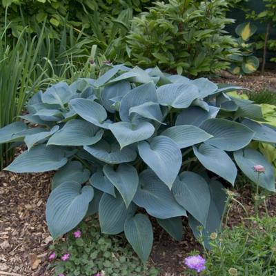 Hosta 'Halcyon'